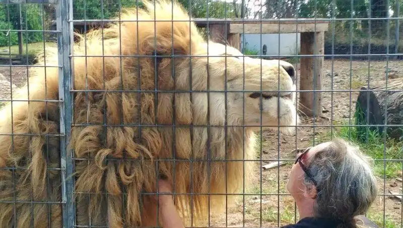 Avustralya'da Kafes İçi Şok: Aslan Kadının Kolunu Kaptı