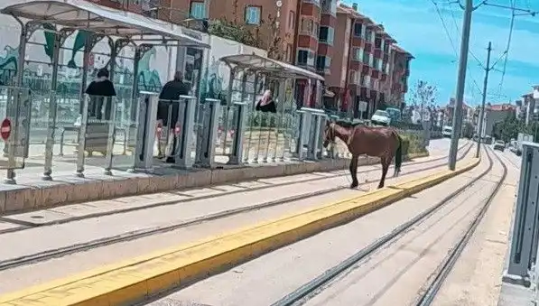 Eskişehir'de Tramvay Raylarında Görülen Başiboş At Korkuttu