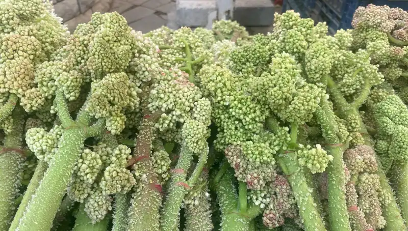 Doğanın Şifası: Dağlarda Yetişen Şekerle Kalp Sağlığınızı Koruyun!