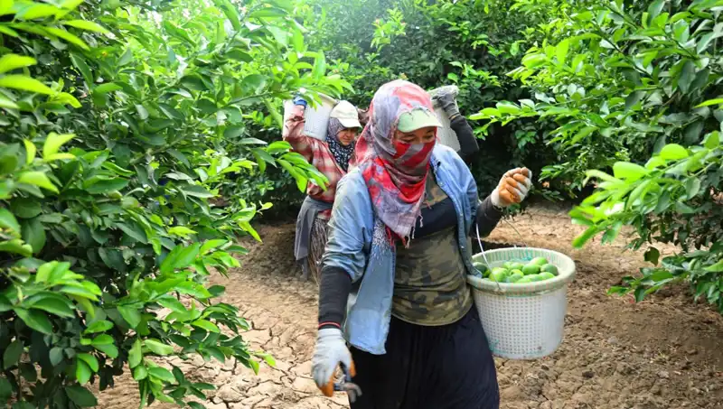 Markette Patatesin Fiyatı 150 Lirayı Aştı, Yeni Hasat Umut Veriyor