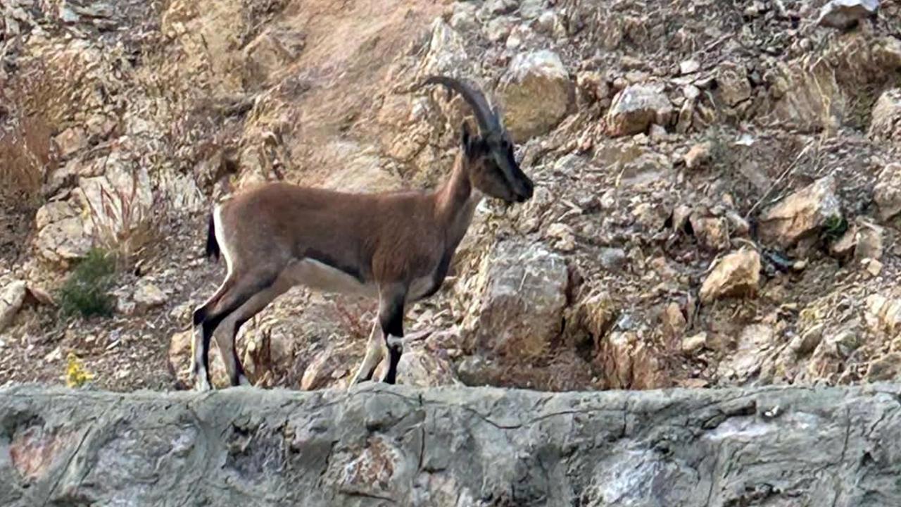 Yaban Keçisi Avcısına Tarihi Ceza!
