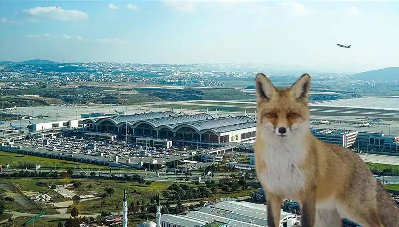 Sabiha Gökçen Havalimanı'nda Tilki Alarma Geçildi! Neler Oluyor?