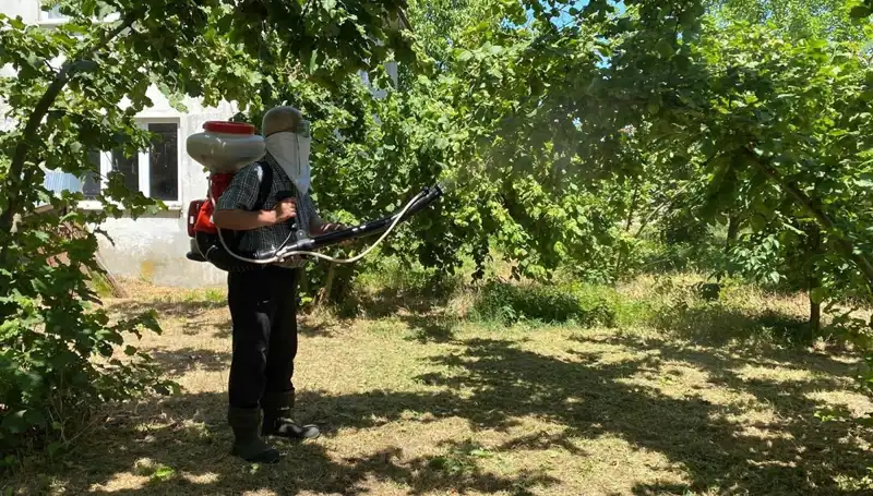 Çiftçilerin Umudu: Kükürt ve Samuray Arısı ile Mücadele Yöntemleri