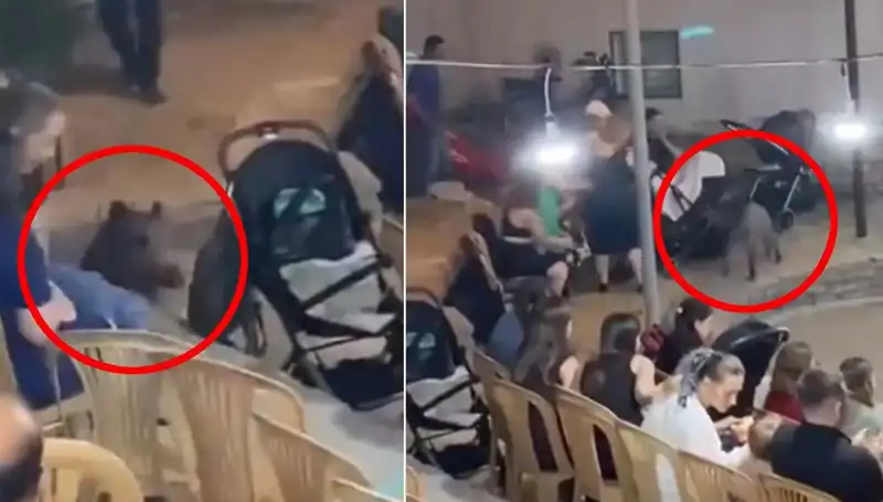 Düğün Törenine Dalan Yaban Domuzu Herkesi Şaşırttı