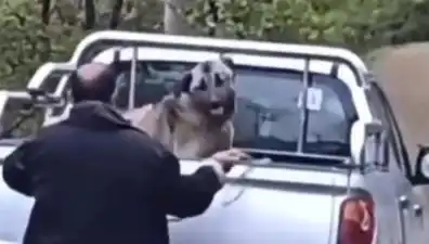 Trabzon'da Köpeği Halatla Döven Adamın Caniliği Şok Etti!