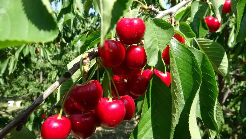 Çay Hasadı Başladı: Bu Yıl Rekor Bekleniyor!