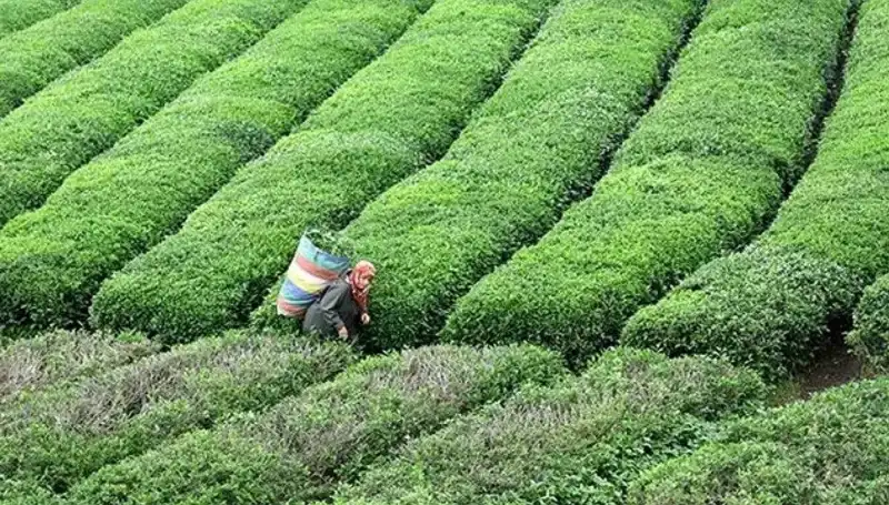 ÇAYKUR Bayramda da Çay Tutkunlarına Yüzleri Güldürüyor