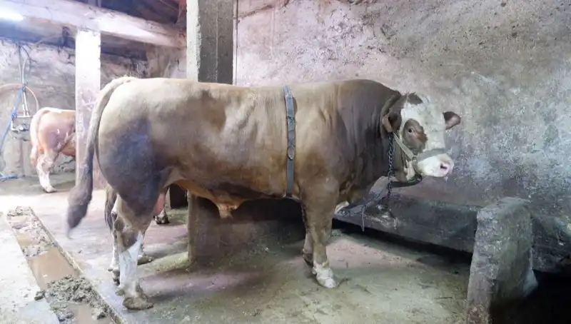 1 Ton 200 Kilo Nadir Ürün Pazarın En Yüksek Fiyatı ile Satıldı!