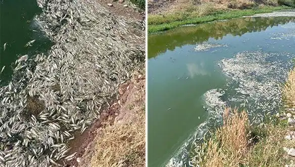 Karasu Çayı'ndaki Balık Ölümleri: Nedenleri ve Çözüm Önerileri