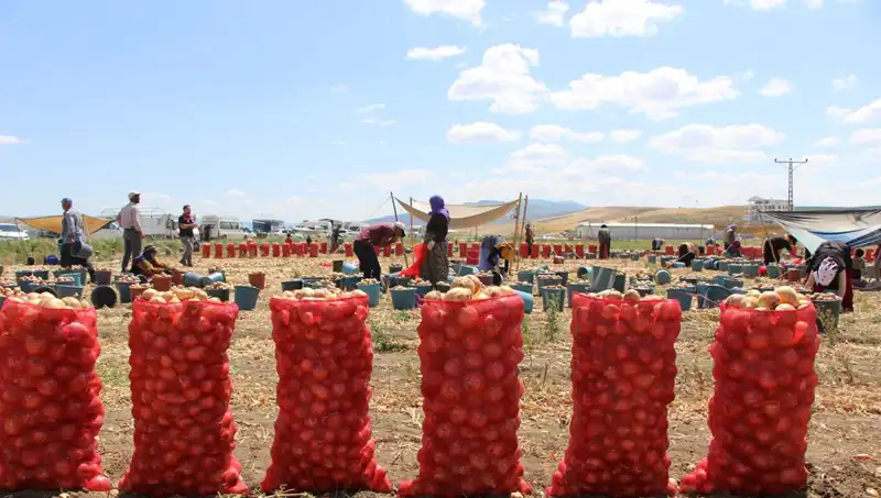 Amasya Elması'nın İhracatı: Avrupa ve Rusya Pazarına Eşsiz Lezzet