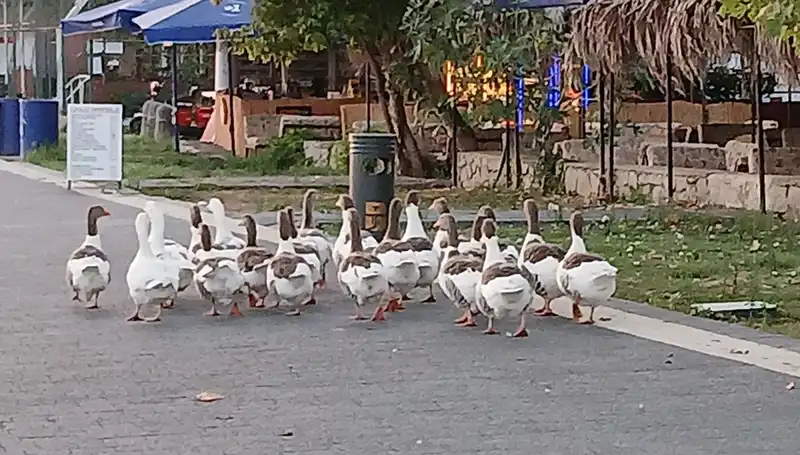 Denizde Yüzdükten Sonra Kümese Kapalı Kalmak: Kazlar Neden Öldü?