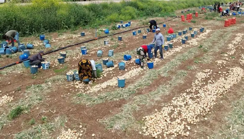 Soğan Hasadı Başladı, Pazar Fiyatları Düşüşe Geçti!