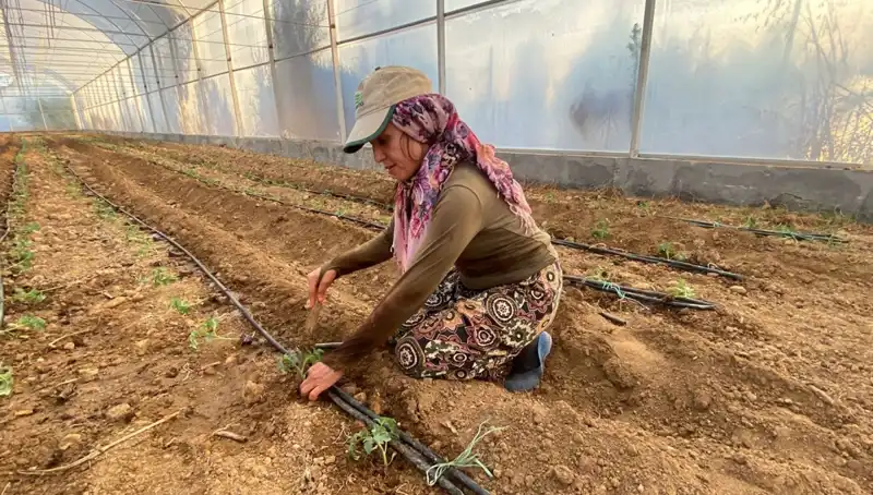 Toprağı Seven Gençler: Fideler Her Gün 6 Saat Çalışıyor