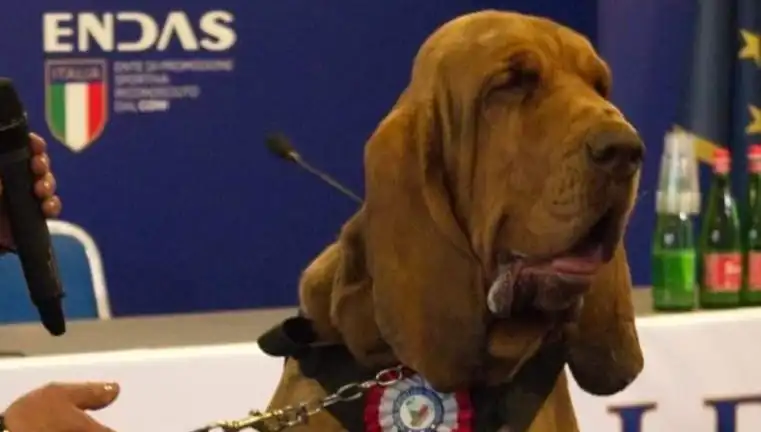 Arama Köpeğine Çivili Sosisle Suikast: Şok Edici Olayın Perde Arkası