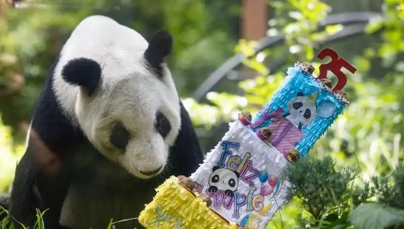 Dev Panda Xin Xin, 35 Yaşında Yaşam Sevincini Paylaşmaya Devam Ediyor!