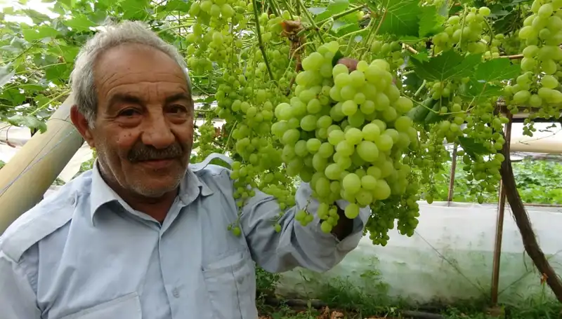 Zirai Don, Meyve Pazarını Sarsıyor: İlk Ürünler 250 TL'ye Satılıyor