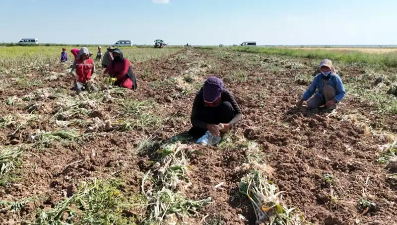 Rusya, Almanya ve İspanya’nın Antibiyotiği: 2023 Hasat Dönemi Başladı
