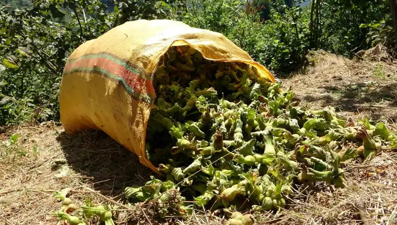 Giresun'da Fındık Hasadı Başladı: Rekor Beklentisi ve Üreticilerin Görüşleri