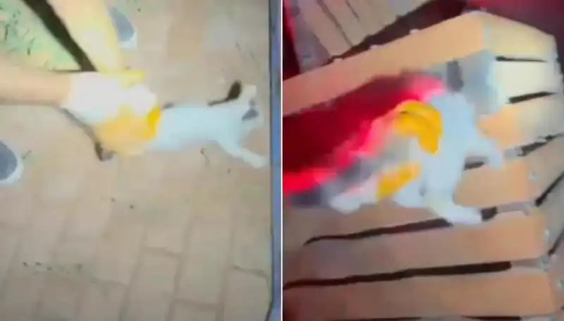Gece Yarısı İtfaiye Ekibinden Kedi Kurtarma Operasyonu Heyecanı