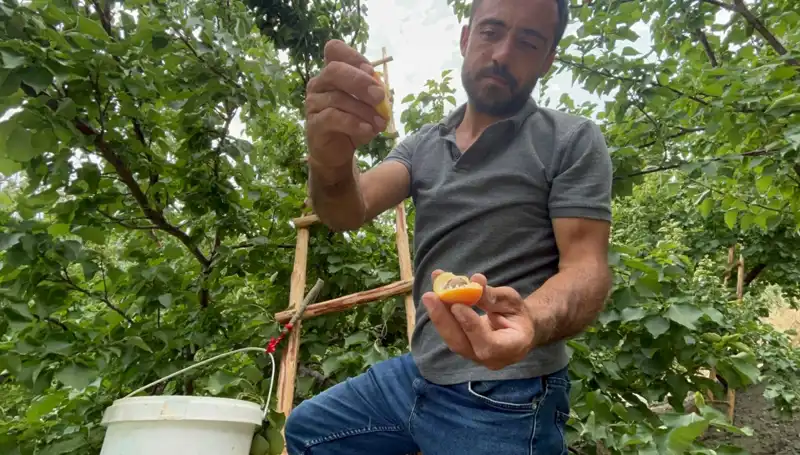 Lezzetiyle Dikkat Çeken Ürün Pazarında Fırtına Gibi: Alım Fiyatları 70 TL'ye Ulaşıyor!