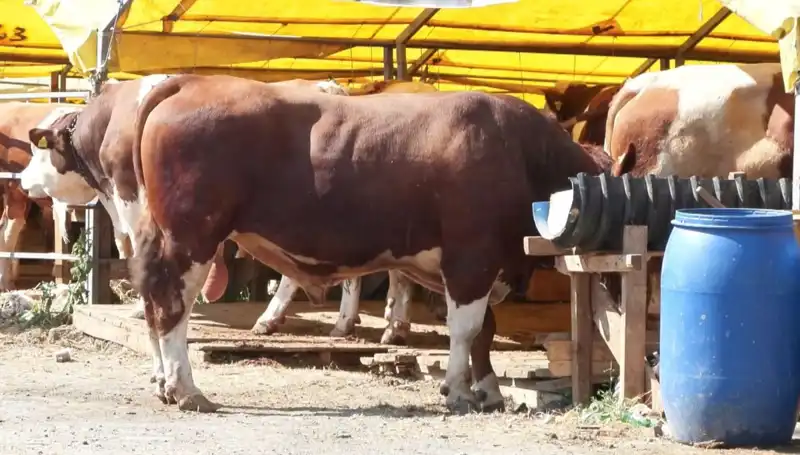 Kurban Pazarlarında Büyük Hareketlilik: Tarihi Yıl Bekleniyor!