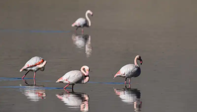 Türkiye'nin Kuş Cenneti Kuraklıktan Nasıl Etkilendi? Flamingo Sayısı Endişe Veriyor!