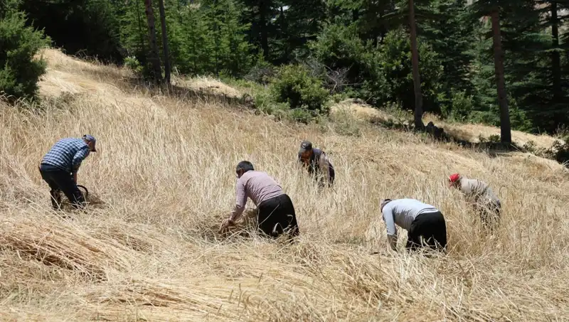 Teknolojiden Uzak, Geleneksel Yöntemlerle Hasat: Ellik ve Orakla Tarım Sezonu Açıldı