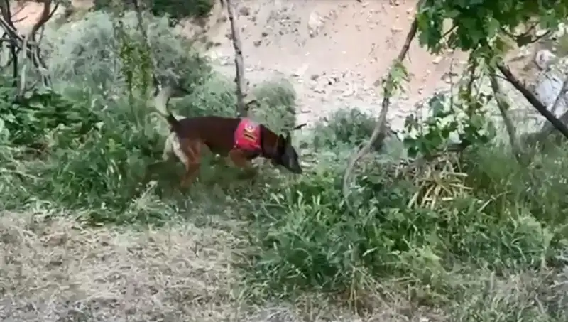 Dere Kenarındaki Gizli Esrar: Dedektör Köpeğin Başarısı!