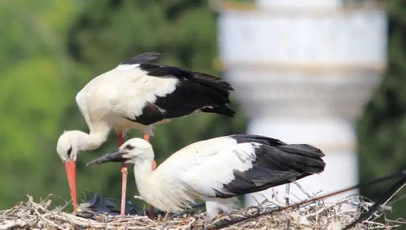 Yaren Leyleği Kıskandıracak: Leylek Köyü'nde 8 Kat Fazla Yuva!