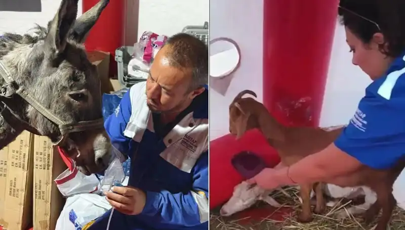 Yangın Kurbanı Eşeğe Yapılan Oksijen Maskesi Tedavisi Dikkat Çekti