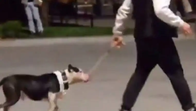 Ağızlıksız Pitbull, Diğer Köpeklere Saldırdı: Sahibine Para Cezası!