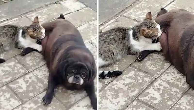 Erzurum Sokaklarında Görülen Hayret Verici An: Bir Köpek ve Kedi Arasındaki Dostluk