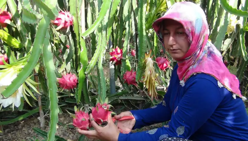 Emekli Olup Pitaya Üretmeye Başlayan Çiftçi, Kilosunu 200 TL'ye Satıyor!