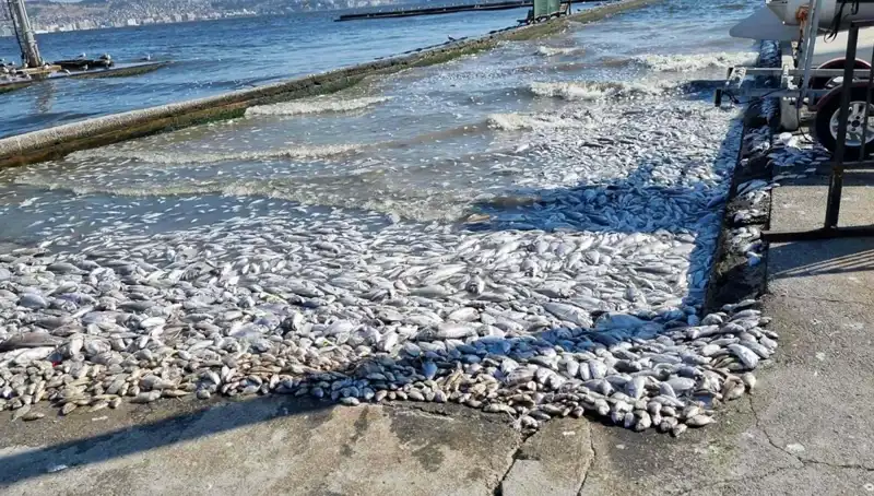 İzmir Körfezi'nde Temizlik Projesi: Yeni Bir Başlangıç!