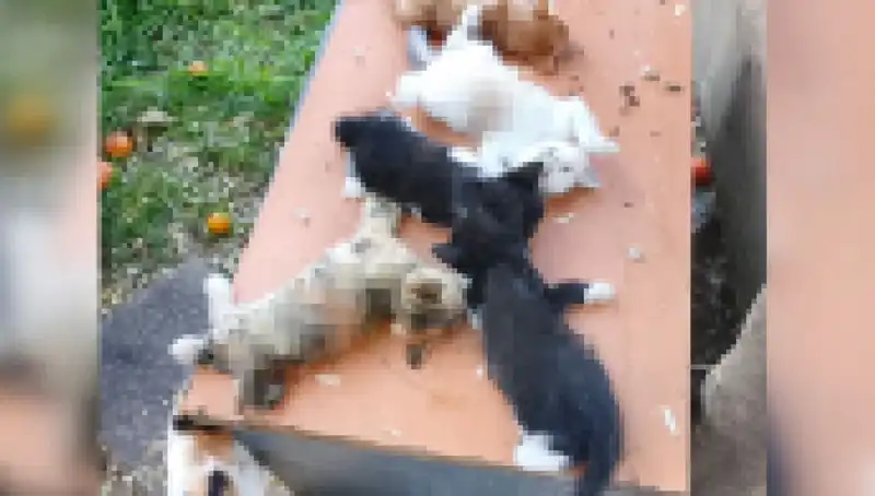 Bursa'da Yavru Kedilere Yönelik Katliam! Sekiz Kedi Kesici Aletle Öldürüldü
