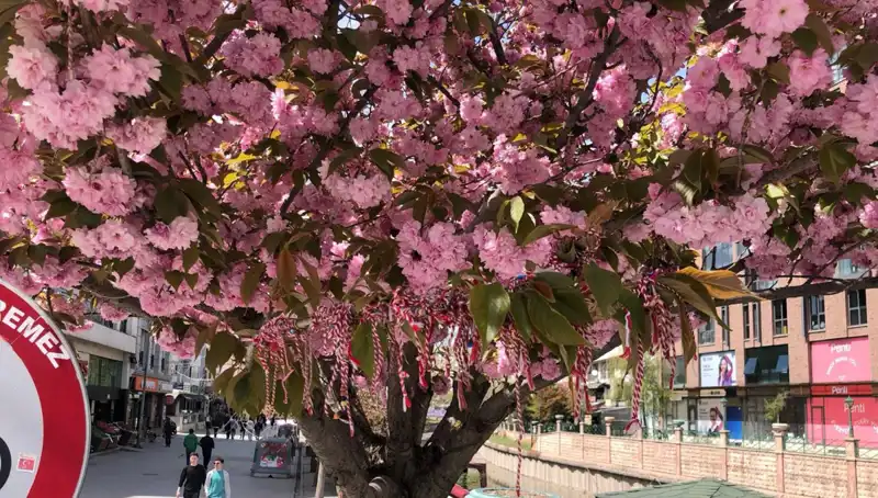 Süs Erik Ağacına Martenitsa Bağlandı: Gelenekler Yeniden Canlanıyor!