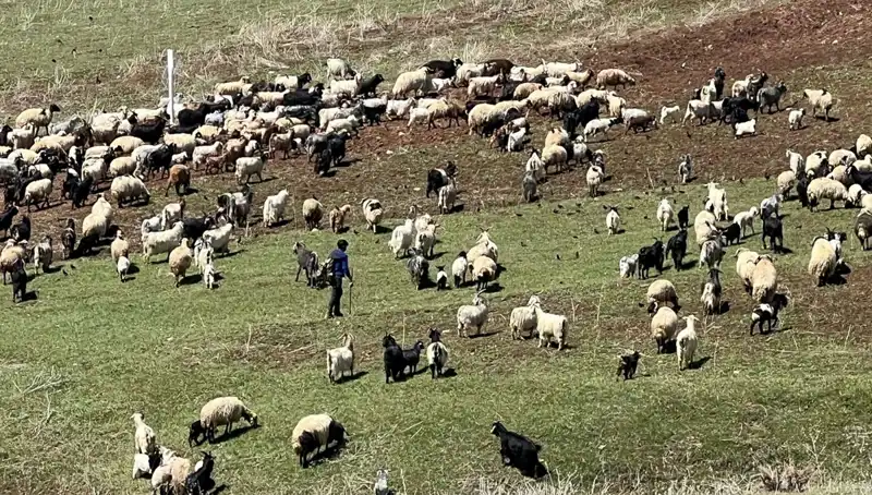Çoban Krizi Derinleşiyor: 70 Bin Lira Maaşla Çoban Bulmak Neden Zor?