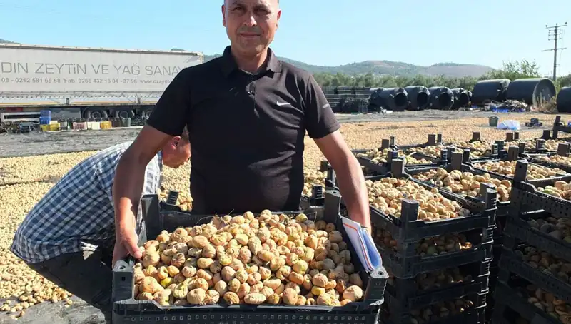 Balıkesir’de Hasat Zamanı: Çin ve Rusya'ya İhraç Süreci Başlıyor