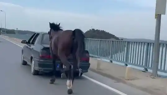 Adana'da Üzücü Olay: Ata Eziyet Eden Kişiye Tutuklama Kararı!