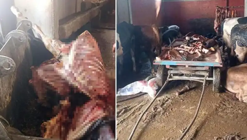 Adana'da 2,5 Ton At Eti Ele Geçirildi: 4 At Uçurumdan Döndü