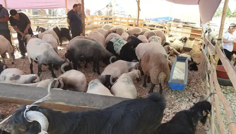 Kurban Bayramı’nda Hayvan Pazarları Canlılıkla Dolduruldu!
