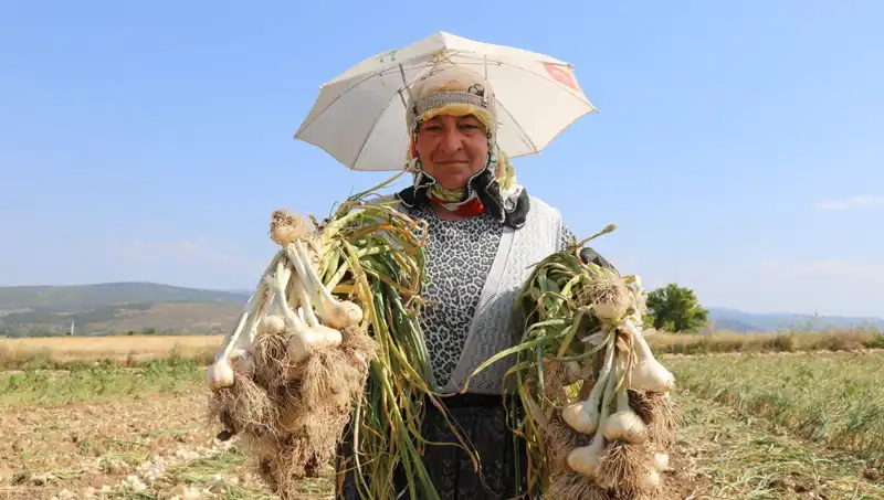 Kavurucu Sıcakta Çalışarak Günlük 1200 TL Kazananlar!