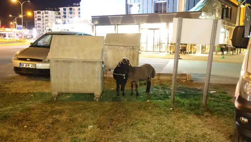 Mor Karaman Koyunları Yola Düştü: Harekete Geçen Sivil Toplum Kuruluşları